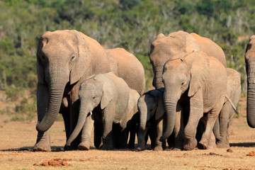 Herd of African elephants (Loxodonta africana) in natural habitat, Addo Elephant National Park, South Africa.
