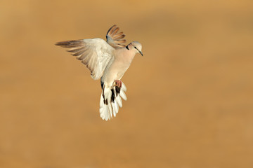 Cape turtle dove (Streptopelia capicola) in flight, Kalahari desert, South Africa.