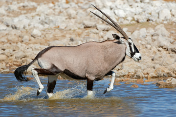 Gemsbok antelopes (Oryx gazella) running in water, Etosha National Park, Namibia.