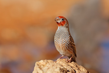 Male red-headed finch (Amadina erythrocephala) sitting on a rock, South Africa.