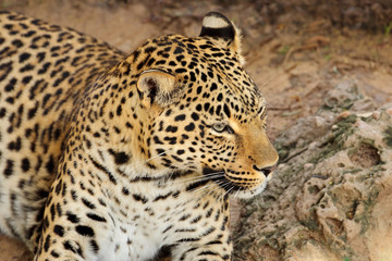 Portrait of a resting leopard (Panthera pardus), South Africa.