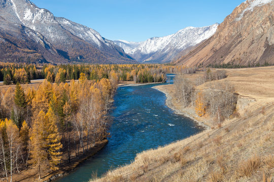 Katun River. Altai. Golden Autumn in Altai. Golden trees on the banks of the river in the mountains. First snow in the mountains. © Tatyana