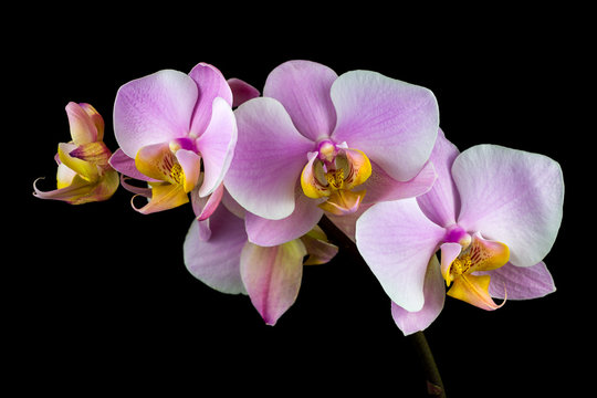 Pastel rosa orchid