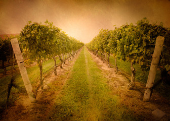 Fototapeta na wymiar Retro style Vineyard grapes growing at winery wot vintage texture 