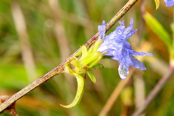 The last flowering in October