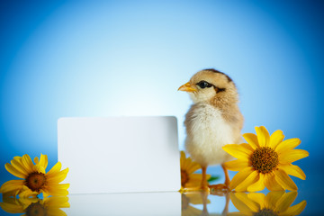 little chick with daisies