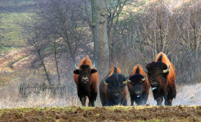 Bizony W Galopie © Wojciech Lisiński