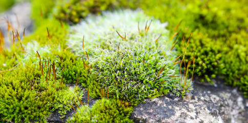 Green Moss on a  rock