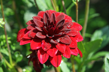 Red dahlia flower after rain