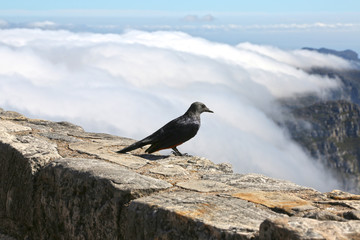 a cape crow is sitting on the top of the table mountain with clouds in the background