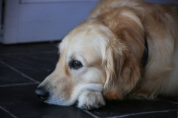 a golden retriever dog is laying on the floor with a paw under his jaw