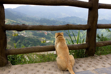 Dog watching gondola © bin