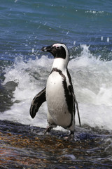 a penguin comes out of the water with water drops on the feathers and waves at the background