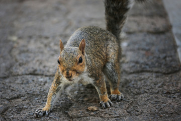 a squirrel is looking in a camera