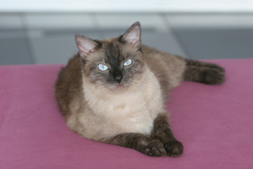 ленивый сиамский кот на розовом диване