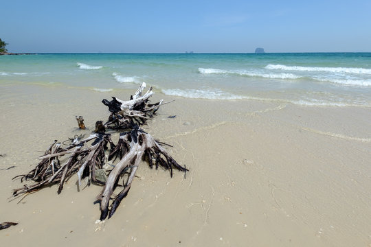 tree roots at beach at Bulone le island, Satun province, Thailan