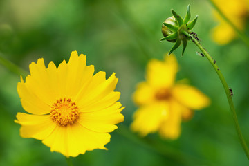 Aphids sitting on a flower HELIOPSIS
