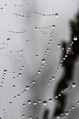 The spider web with dew drops. Abstract background