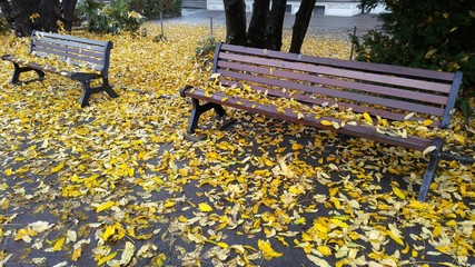 Autumn benches