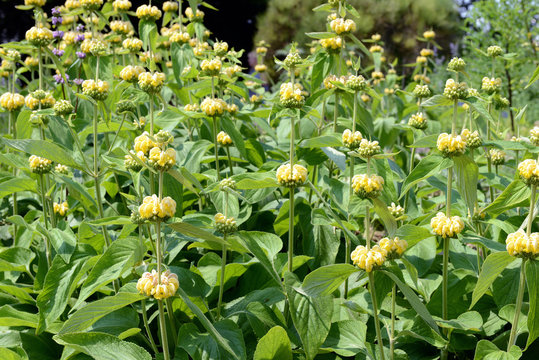 yellow Lampwick Plant (Phlomis russeliana)