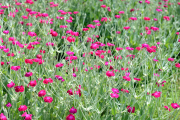 rose campion (Silene coronaria)