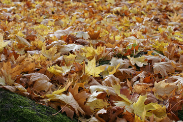 Falling autumn colored leaves carpet