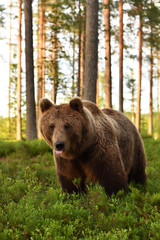 Plakat European brown bear at summer