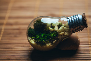 terrarium with moss and stones in bulb on a wooden background