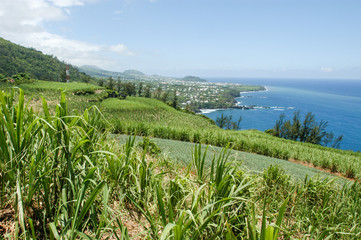 Landscape of sugar cane field on the coast of La Reunion