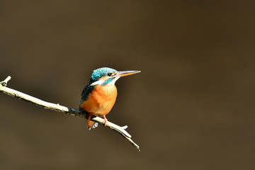 止まり木のカワセミ