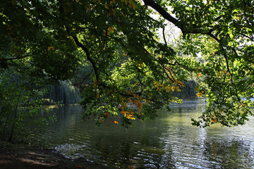 Trees over lake in fall