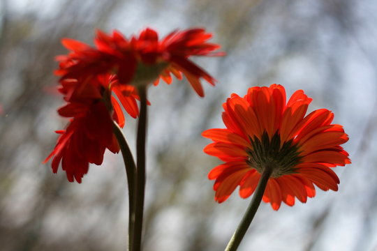 Trzy czerwone gerbery