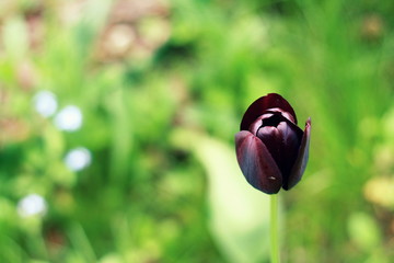 Tulipan na łące
