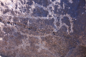 bird petroglyph