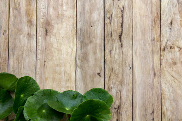 Centella asiatica on wood