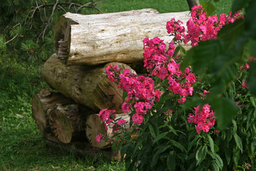 Pile of logs and roses