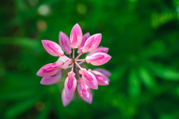 lupine pink red flower. Top view  Natural background.