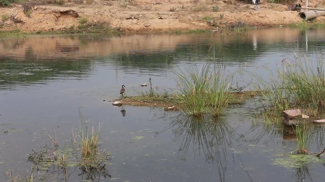 Indian bird. Indian Lapwing - Red-wattled plover (Hoplopterus indicus) on flooded sand quarry
