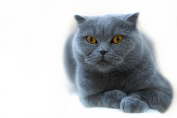 Cat. British breed of cat.