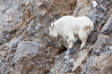 Obraz na płótnie Canvas Mountain Goat Climbing