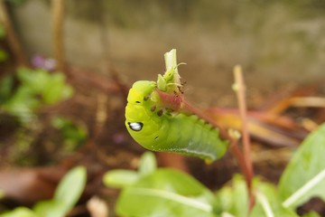 キョウチクトウスズメの幼虫