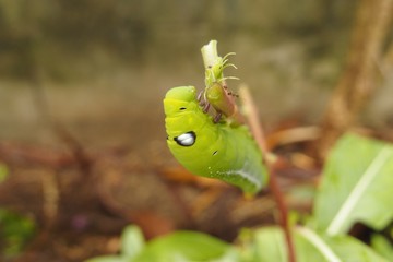 キョウチクトウスズメの幼虫