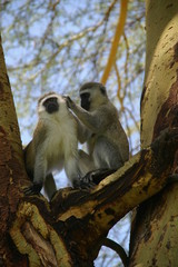 Savanna monkies in Ngorongoro Crater, Tanzania