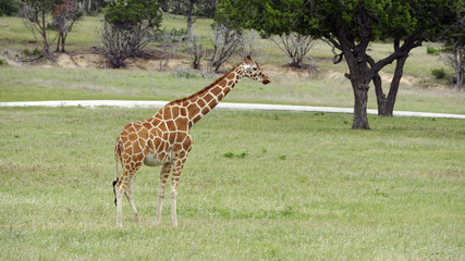 Lone Giraffe standing in grassland