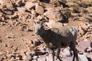 Bighorn Sheep on Pikes Peak Colorado