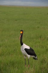Wild African bird in Ngorongoro Crater, Tanzania