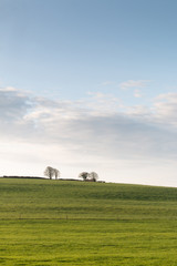 Obraz premium Couple of trees in a green pasture field with a blue sky