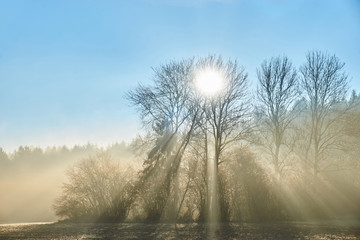 Obraz na płótnie Canvas Fog in the forest and sun rays shining