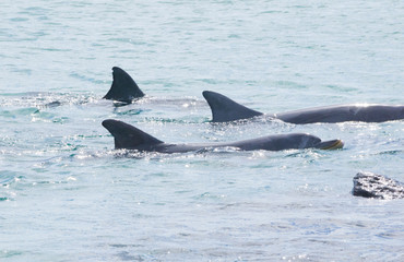 Three bottlenose dolphins swimming left to right