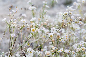 Wild daisies in the frost